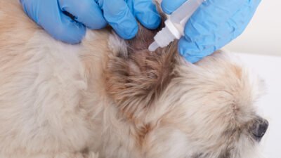 flea and tick in pet