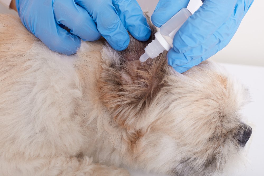 flea and tick in pet