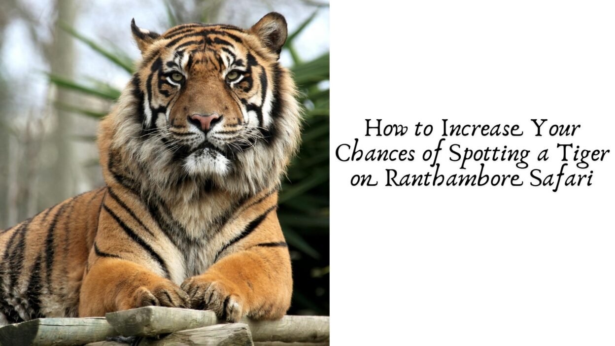 How to Increase Your Chances of Spotting a Tiger on Ranthambore Safari