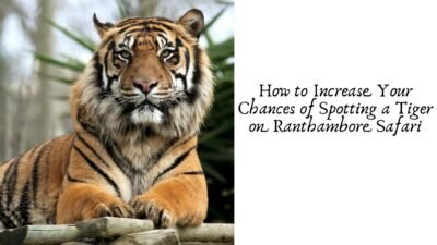 How to Increase Your Chances of Spotting a Tiger on Ranthambore Safari