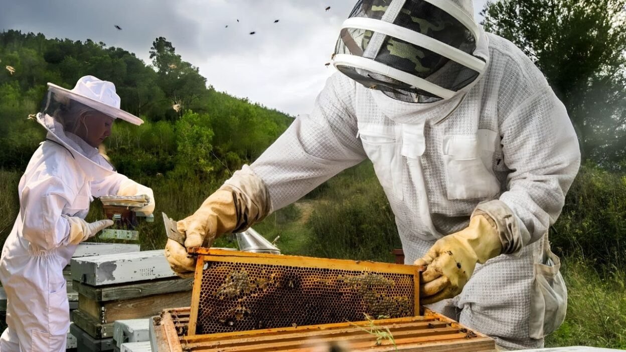 bee removal
