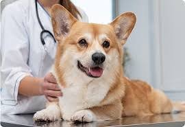dog insurance