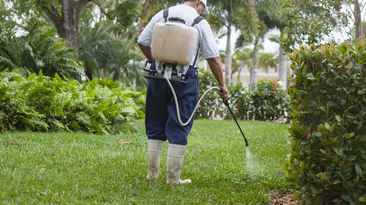 pest control lawn