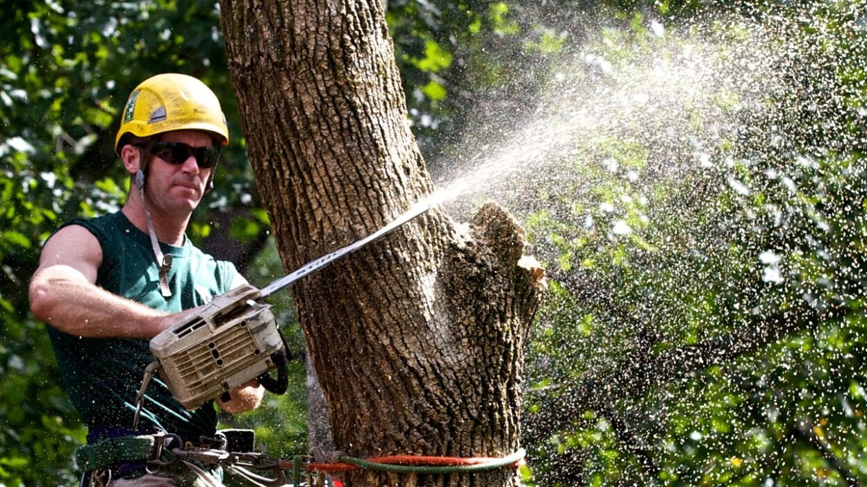 tree arborist service